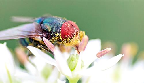 Close-up photograph of a fly with big red eyes sitting on top of white flower. Its head and thorax are covered with little yellow pollen grains.