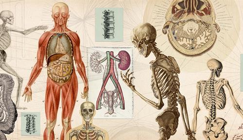 A collage of images of skeletons and body parts.