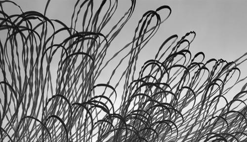 Photo tracks the flight patterns of a flock of jackdaws, each flight path shown as a black ribbon, with the ribbons folding and turning in parallel. Oscillations in the ribbons reflect the wingbeats of each bird.