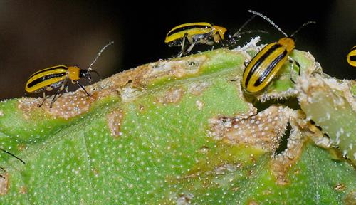 Five yellow-and-black-striped insects with long antennae are walking over a piece of very battered-looking leaf. 