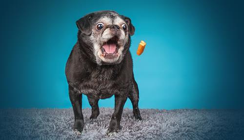 A dark-haired dog with white around its muzzle is standing with its mouth open. A small treat is in the air; the dog is preparing to catch it in its mouth.