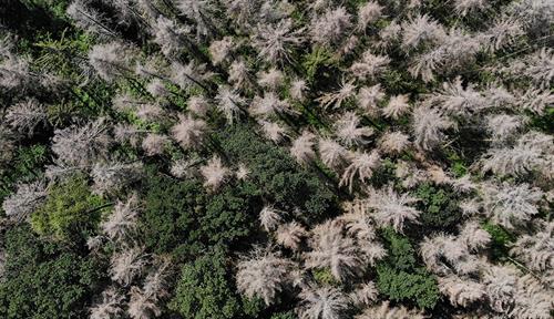 Aerial view photograph of forest, with many trees gray and dead.