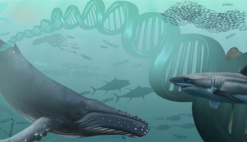 An illustration shows marine animals intermingled with DNA helices. A humpback whale, a white shark and diatoms are in the foreground, along with a device that collects seawater. In the background, a squid, a turtle and a whale shark swim with a school of fish.