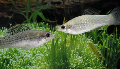 Two mollies face each other in a fish tank with rocks and plants