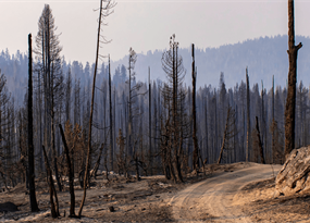 How to rebuild California forests, with climate in mind