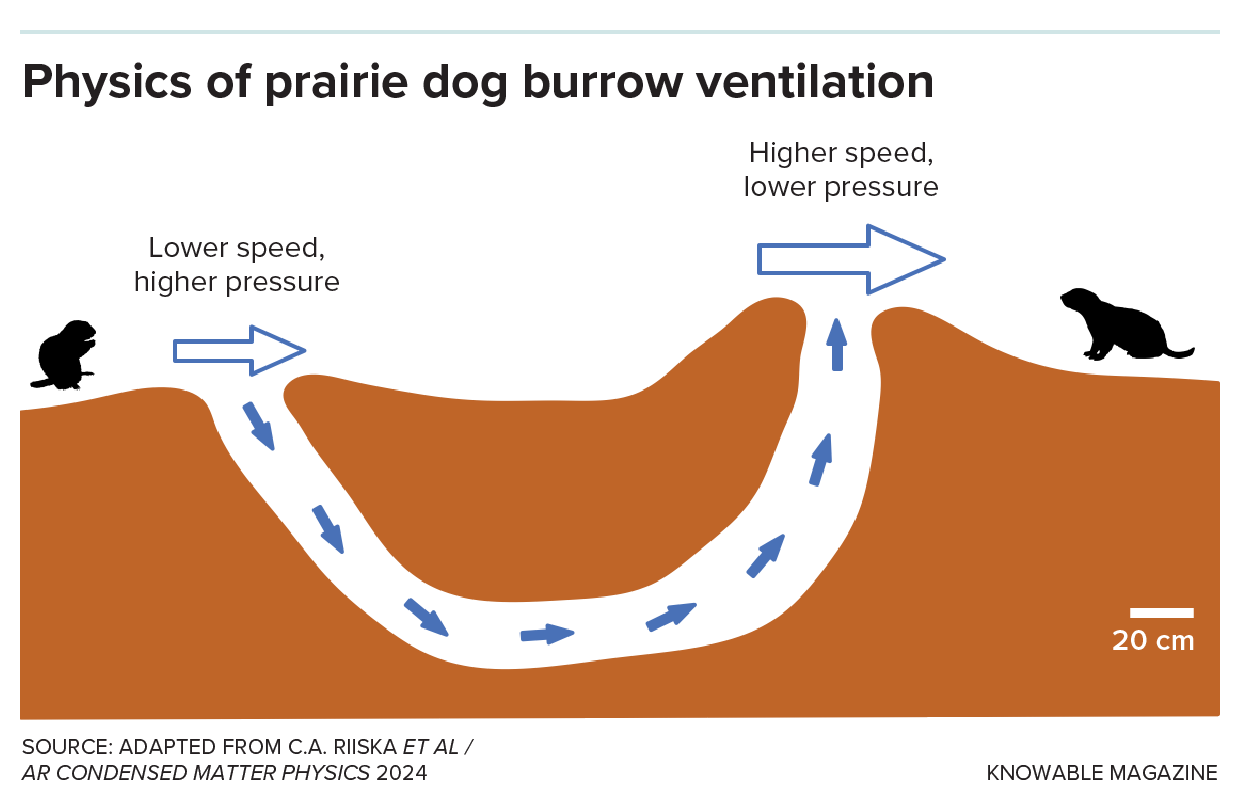 Graphic shows an underground burrow with one lower entrance, where air moves slower and air pressure is higher, and a higher entrance, where air moves faster and air pressure is lower. The difference powers a flow of air through the burrow.