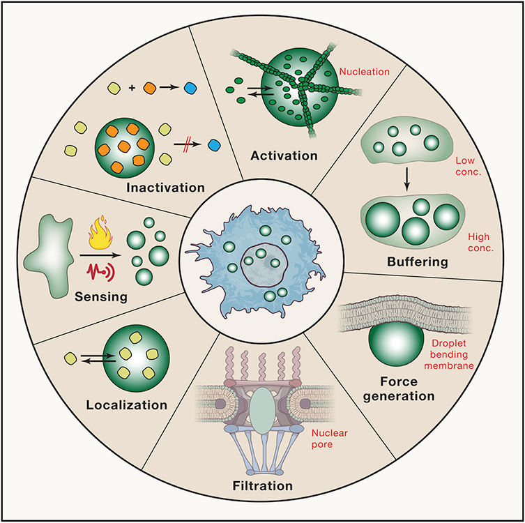 Graphic showing possible functions of phase-separated droplets within a cell.