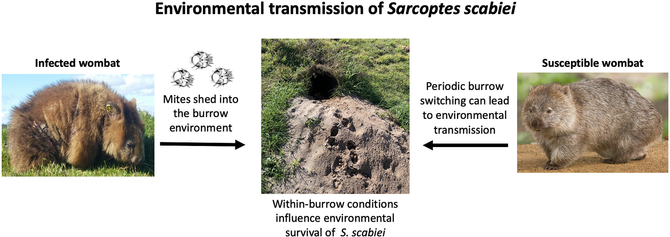 A graphic illustrates how one mite-infested wombat can transmit the parasite via burrows.