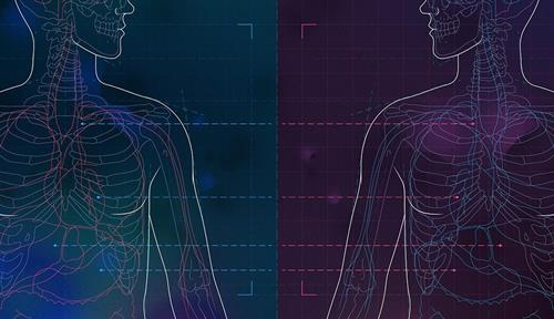 Illustration of two torsos with heads facing each other, showing their inner organs. The organs’ arrangements are mirror images of each other.