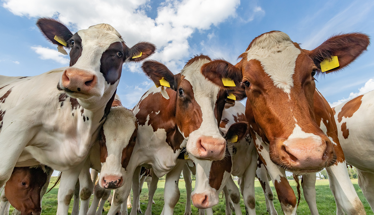 Several cows stare at the camera, in closeup view