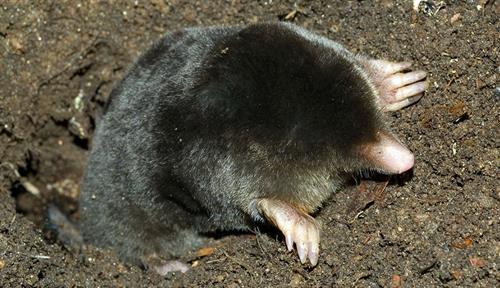 An Iberian mole comes out of a hole in the ground. The animal is covered by dark fur that covers its eyes. Its large, clawed hands and white snout are visible too.