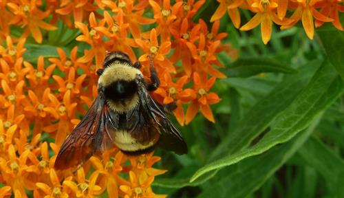 Photograph of a bumblebee on small orange flowers.