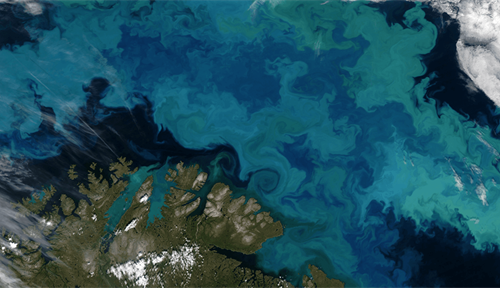 Large algal bloom in the Barents Sea