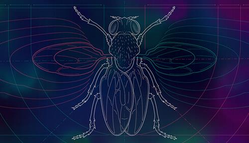 Blueprint-like illustration of a fly with its wings spread out