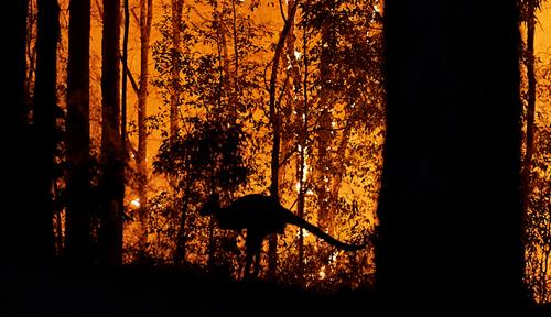 Photograph of a fire with silhouettes of trees and a kangaroo that is hopping to escape the inferno.