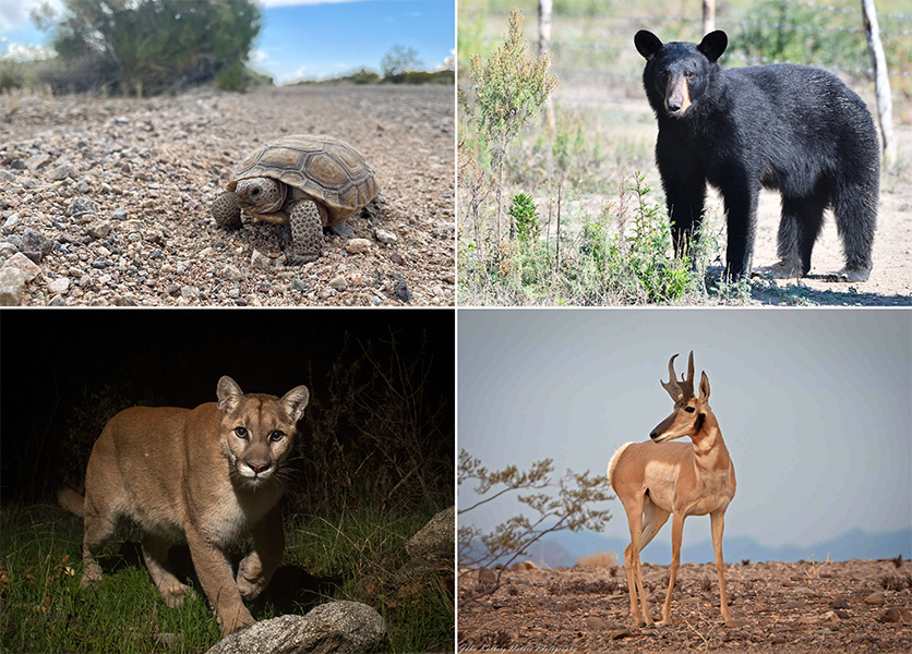 Set of four animal photos. Clockwise from top left is a black bear, a Sonoran pronghorn, a mountain lios and a desert tortoise.