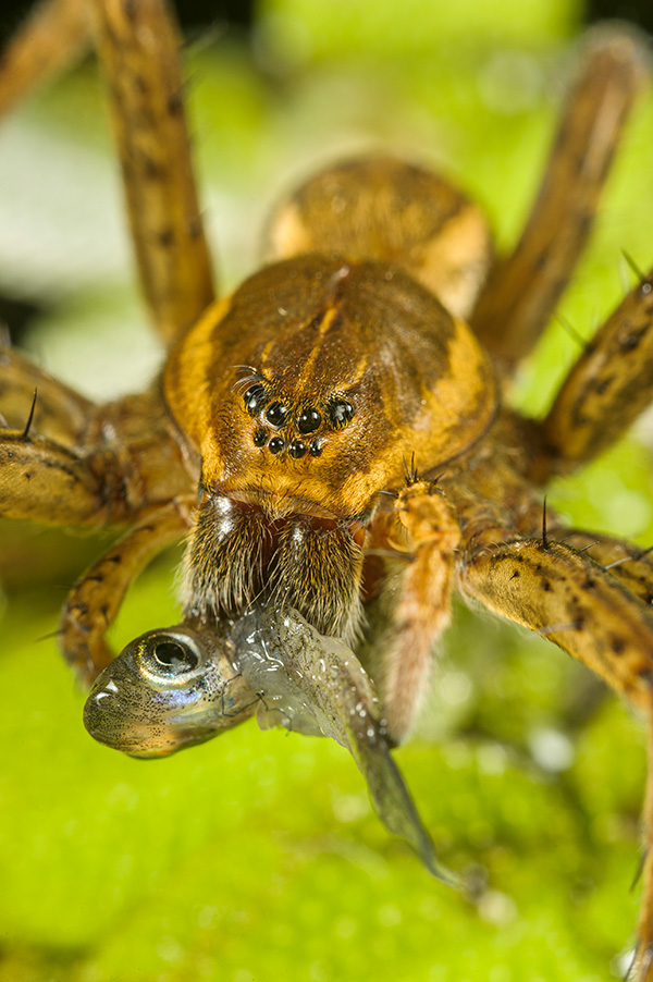 A spider eats a small fish.