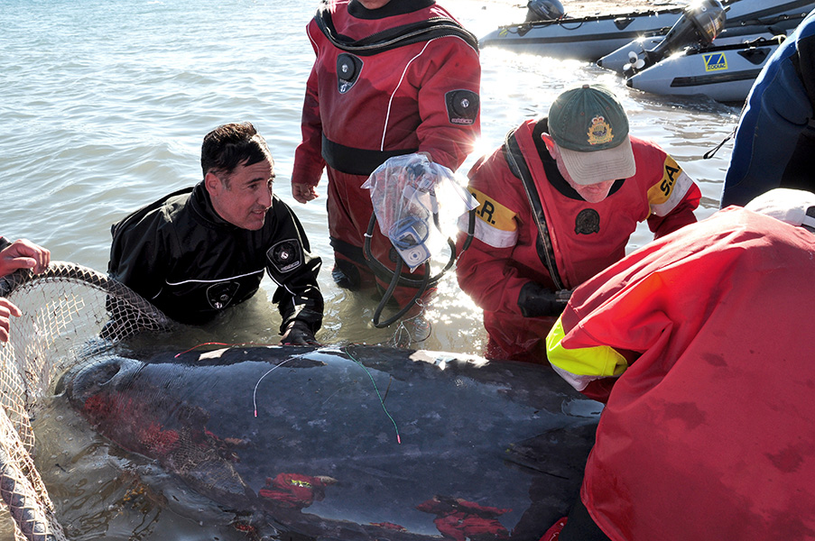 Photo of people in the water in wetsuits (most of them bright orange) clustered around a narwhal captured in a net.