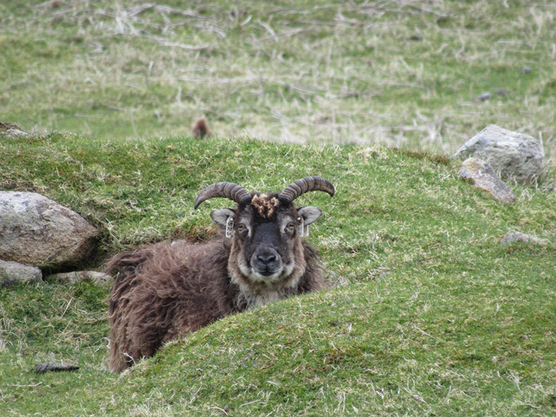 Photo of a brown colored sheep with curved horns standing in green grass with a hummock in the foreground and a few rocks here and there.