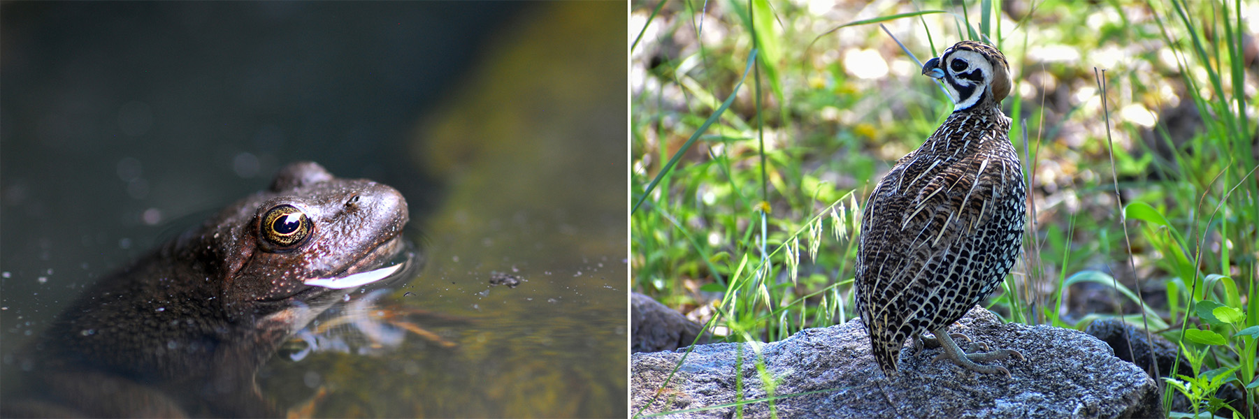 One photo shows a frog in a puddle and the other shows a bird perched on a rock.