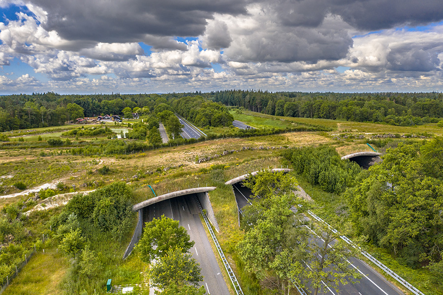 Photograph of a wildlife crossing over a freeway.