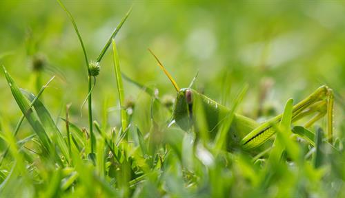 A green grasshopper peeks out from a grassy lawn