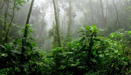 Image of a tropical rainforest, in the foreground green plants of medium height and, in the distance, tree trunks rising high, covered by mist.