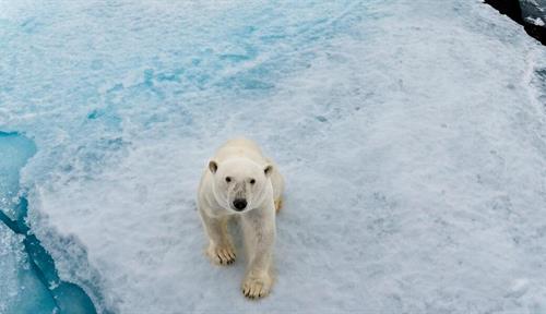 Polar bear on sea ice