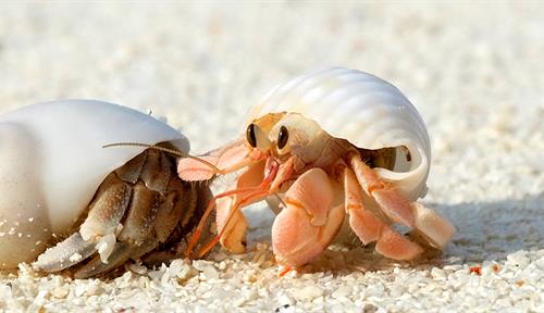 Photograph of two hermit crabs inside white shells. The one on the right is orange and appears to be holding out a claw to touch the one on the left, which is darker. 