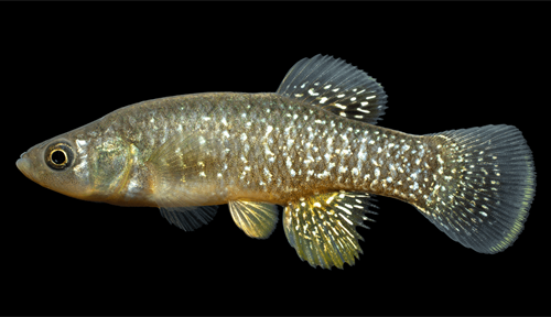 Photograph of a single killifish