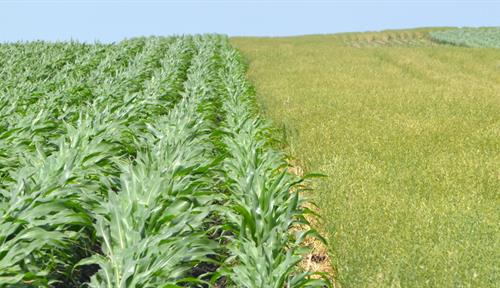 Photograph shows corn and oats growing side-by-side on a farm in Iowa. The farmer Craig Fleishman uses a hybrid approach that mixes organic and conventional agricultural methods. Many experts believe this may be the future of farming and will lead to greater sustainability.