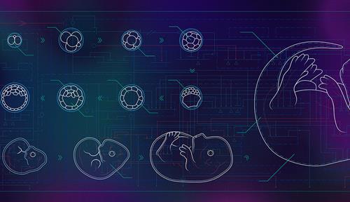 Conceptual illustration showing embryos at different developmental stages with a background that looks like a circuit board.