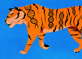 From tiger scat to DNA to — hopefully — survival