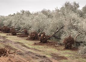 The accidental tree killers