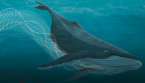 Drawing of a whale swimming in the ocean, a giant swirl of DNA in its wake